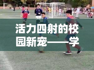 校園新寵，學生體育課雙人游戲智勇接力