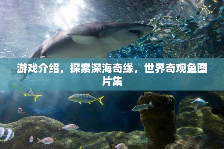 深海奇緣，探索世界奇觀魚類的絕美圖片集