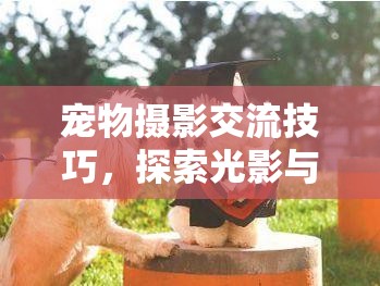 光影與愛的藝術(shù)，寵物攝影交流技巧探索